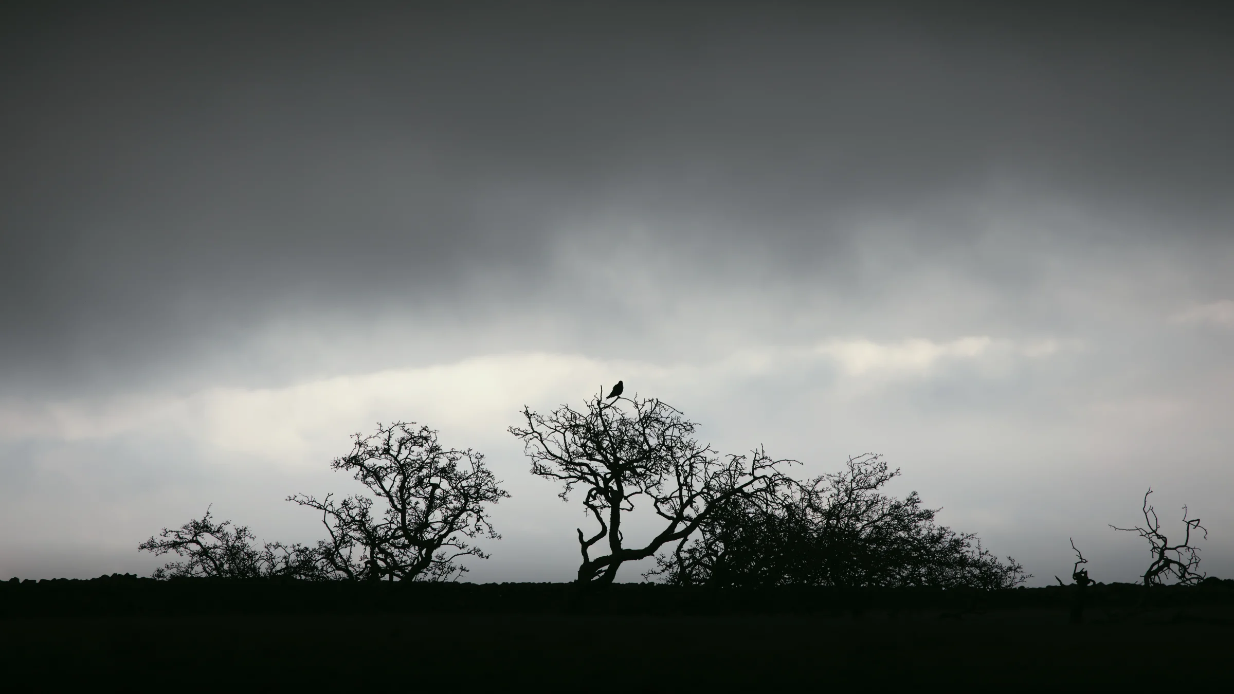 There's a strong chance this image contains the following subjects: tree,  sky,  landscape,  sunset,  nature,  dawn,  dark,  lancashire,  lonetree,  pendlehill,  silhouette,  rain. The photographer has provided the following description: Sat in my car having some lunch by Pendle Hill, when I saw a bird in a tree all alone...aaah! Time to get the camera out then. This may look like a black and white shot, but it's actually a tree in shadow with grey stormy skies in the background.  Photographer_name: Chris Michael. Title: Alone in the Tree. The photographer has provided the following description: Sat in my car having some lunch by Pendle Hill, when I saw a bird in a tree all alone...aaah! Time to get the camera out then. This may look like a black and white shot, but it's actually a tree in shadow with grey stormy skies in the background.  Make: canon. Model: EOS R. Technical: Canon RF70-200mm. Published: 2025-09-06 19:17:00