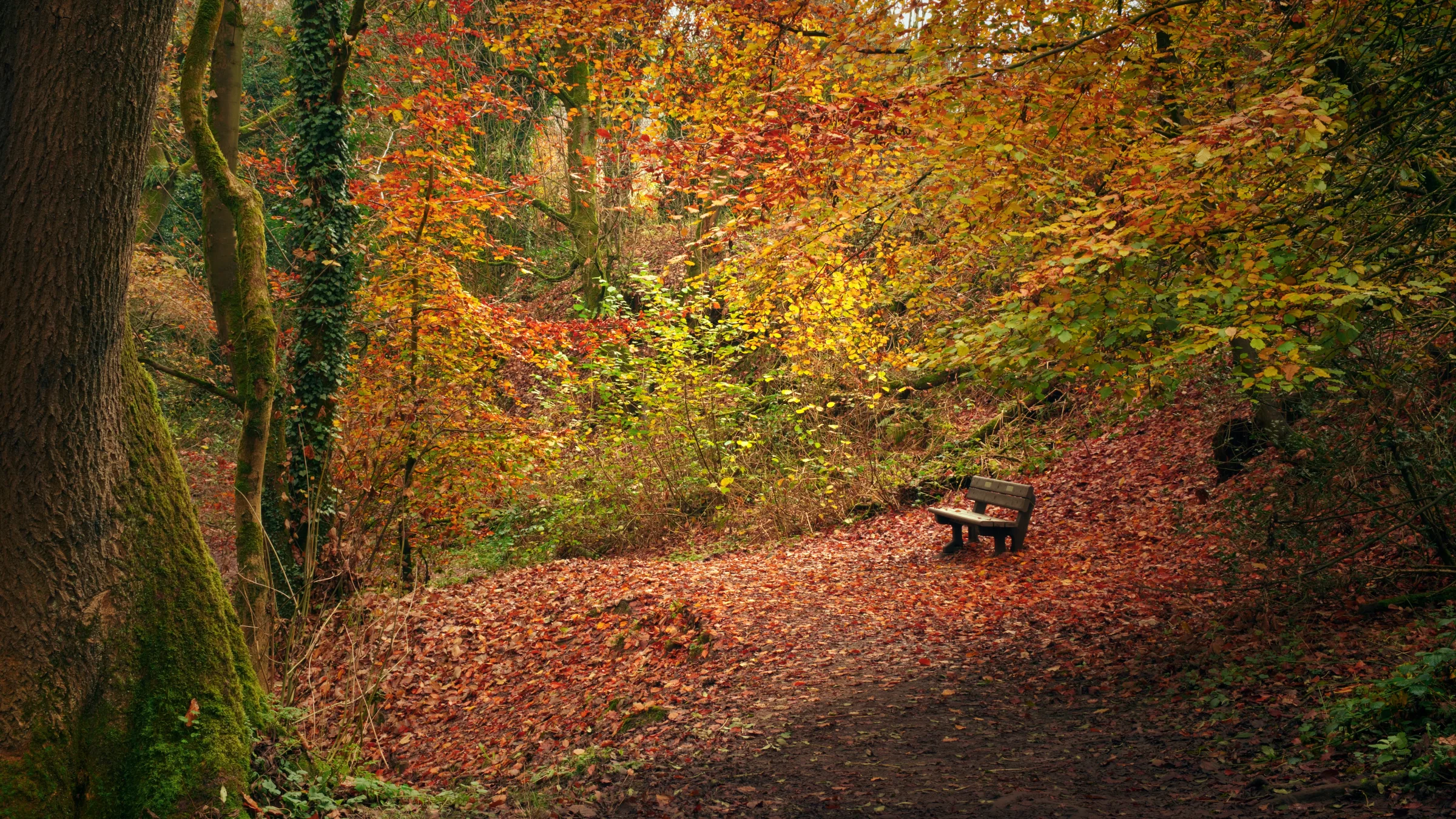 There's a strong chance this image contains the following subjects: tree,  landscape,  fall,  nature,  wood,  leaf,  season. The photographer has provided the following description: Deep in the Fairy Glen in Appley Bridge is a bench, for gathering your thoughts. Seen here amongst the stunning Autumnal colours. Photographer_name: Chris Michael. Title: Fairy Glen. The photographer has provided the following description: Deep in the Fairy Glen in Appley Bridge is a bench, for gathering your thoughts. Seen here amongst the stunning Autumnal colours. Make: fujifilm. Model: X-T5. Technical: XF16-80mm lens.. Published: 2025-09-05 19:16:10