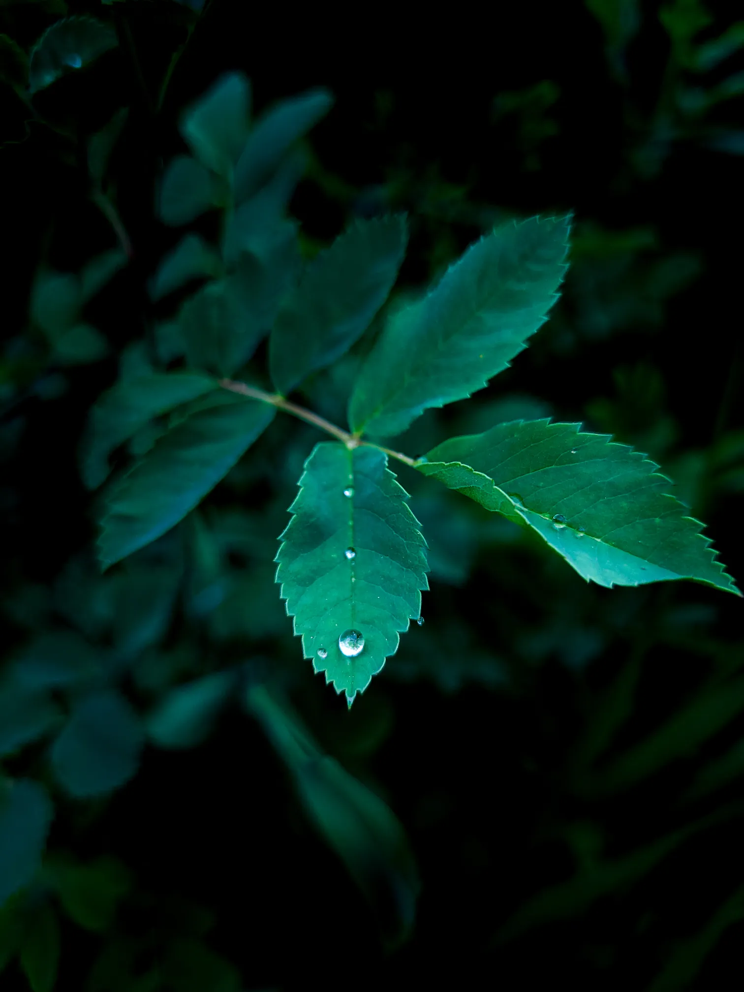 There's a strong chance this image contains the following subjects: flower,  nature,  leaf,  flora,  rain. Photographer_name: Sophia Seegmiller. Published: 2025-07-20 16:44:06