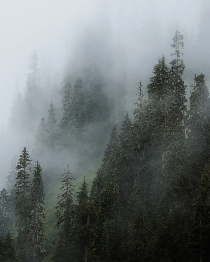 Read Capturing the Beauty of Mist Photography: A Guide to Enchanting Mist Images by FOTO