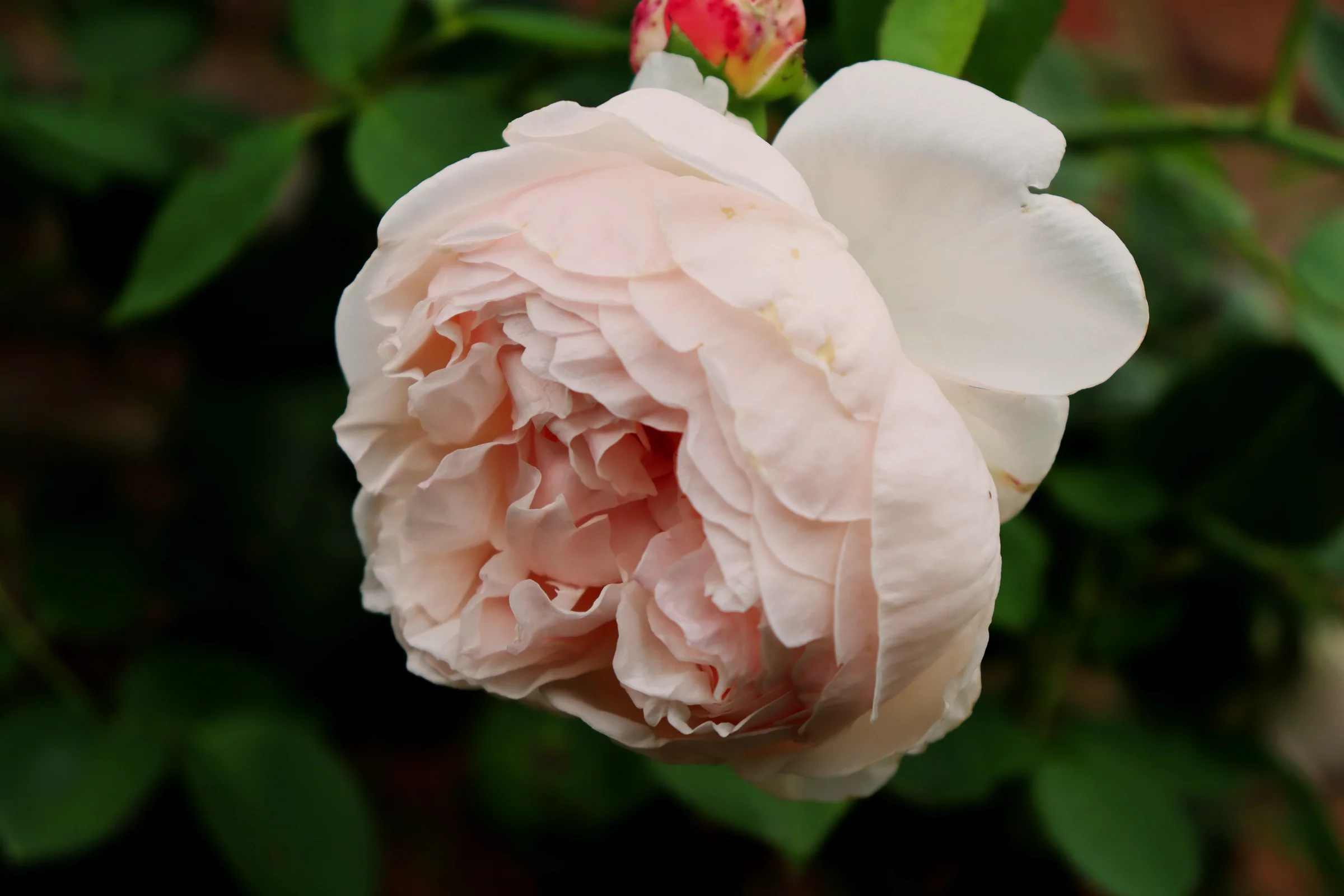 There's a strong chance this image contains the following subjects: flower,  garden,  nature,  summer,  leaf. FOTO has this to say about the photograph: Beautiful depth of field giving focus to the sharp crisp edges of this gorgeous rose Photographer_name: Paul Miller. Title: A rose of Eastcote House. Make: canon. Model: EOS 90D. FOTO has this to say about the photograph: Beautiful depth of field giving focus to the sharp crisp edges of this gorgeous rose Published: 2025-08-27 20:47:54
