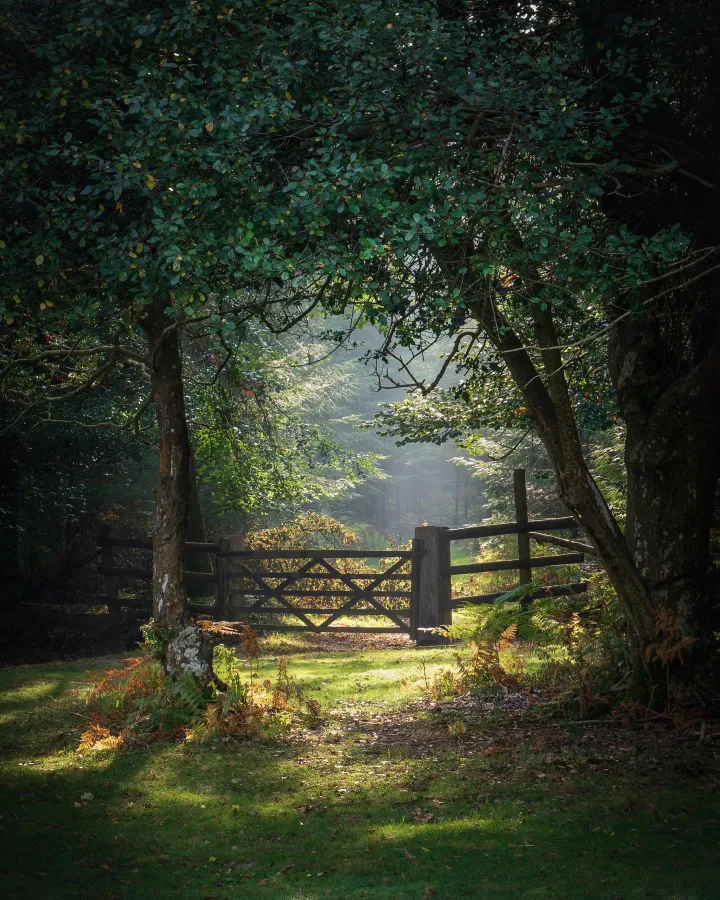 There's a strong chance this image contains the following subjects: tree,  landscape,  mist,  nature. The photographer has provided the following description: Sometimes I stumble upon the most unexpected scenery and manage to get photos like this one. Source: https://www.instagram.com/ariel_a_k/ Photographer_name: Ariel Kozak. Title: New Forest, National Park. The photographer has provided the following description: Sometimes I stumble upon the most unexpected scenery and manage to get photos like this one. Published: 2025-06-23 13:09:46