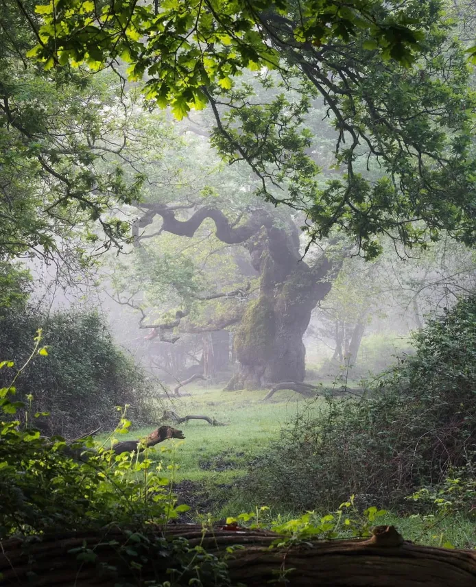 View FOTO's collection of tree photographs.