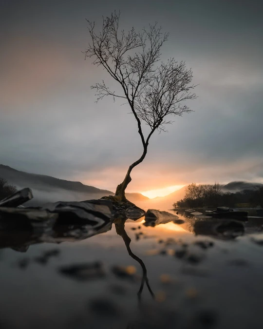 Read Tree Photography and capturing the surrounding beauty of nature, water and landscapes by FOTO
