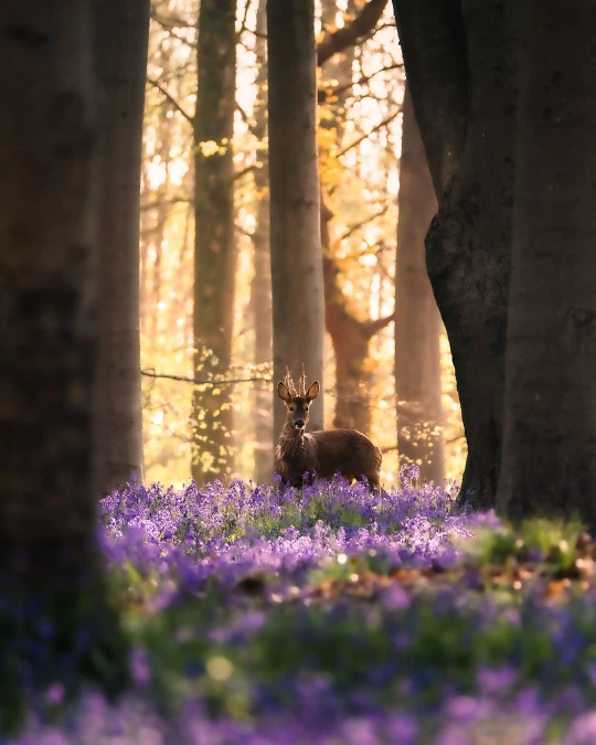 There's a strong chance this image contains the following subjects: tree,  flower,  nature. The photographer has provided the following description: About 6:30 in a woodland near you, but I’d advise not to move, sip coffee, talk to them and absolutely not move closer to them… they don’t like any of those things FOTO has this to say about the photograph: Beautiful colours, capturing such character in a moment that can be gone in a second. Source: https://www.instagram.com/shootingstills.co.uk/ Photographer_name: Christopher West. Title: A fleeting moment. The photographer has provided the following description: About 6:30 in a woodland near you, but I’d advise not to move, sip coffee, talk to them and absolutely not move closer to them… they don’t like any of those things FOTO has this to say about the photograph: Beautiful colours, capturing such character in a moment that can be gone in a second. Published: 2025-06-15 12:17:32
