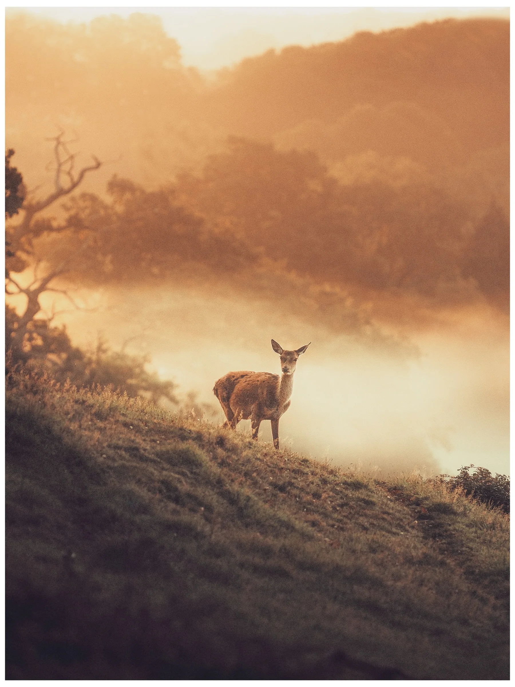 View FOTO's collection of sunset photographs.